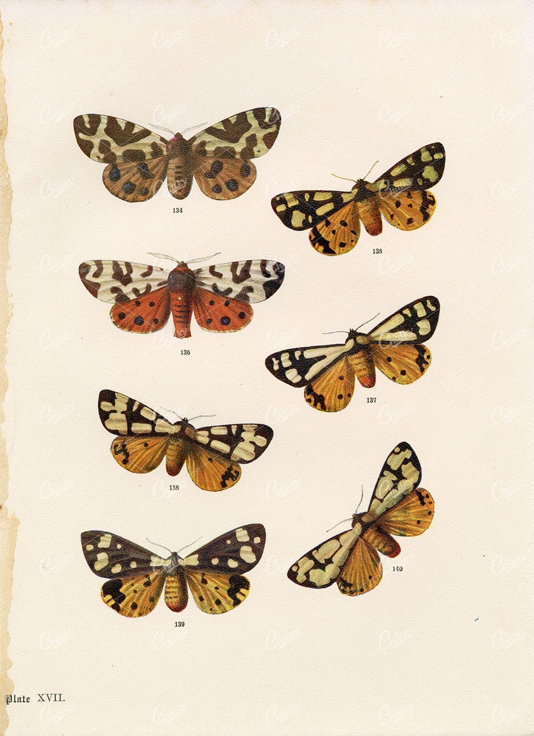 ANTIQUE Lithograph Print of British Countryside Moths - Edward Hulme 1903