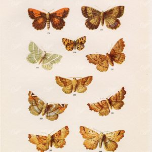 ANTIQUE Lithograph Print of British Countryside Moths - Edward Hulme 1903