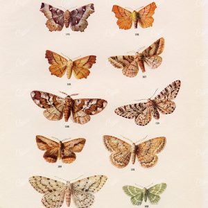 ANTIQUE Lithograph Print of British Countryside Moths - Edward Hulme 1903