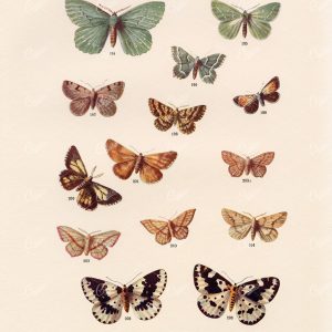 1903 Various British Countryside Moth Species - F. Edward Hulme 1903