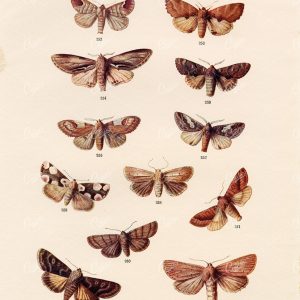 ANTIQUE Colour Print of British Countryside Moths - F. Edward Hulme 1903
