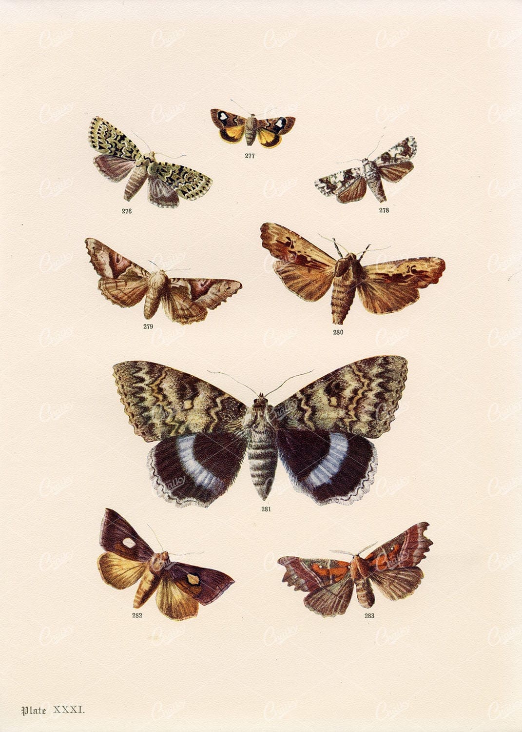 ANTIQUE Lithograph Print of British Countryside Moths - Edward Hulme 1903