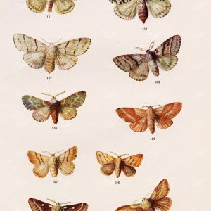 ANTIQUE Colour Print of British Countryside Moths - F. Edward Hulme 1903