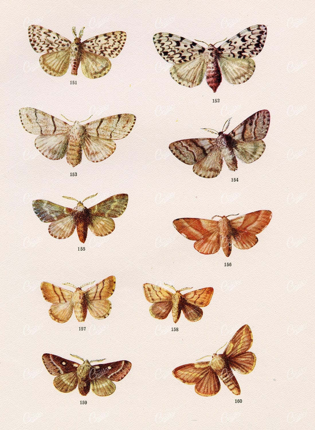 ANTIQUE Colour Print of British Countryside Moths - F. Edward Hulme 1903