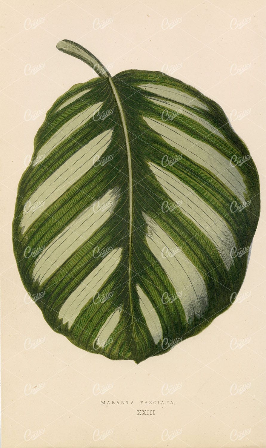 ANTIQUE Edward Lowe Print - 1868 BRITISH BOTANY - Maranta Fasciata Leaf