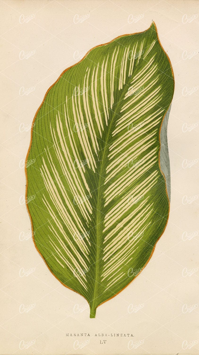 ANTIQUE Botanical Print - Maranta Alba-Lineata Plant Leaf 1868 Lithograph