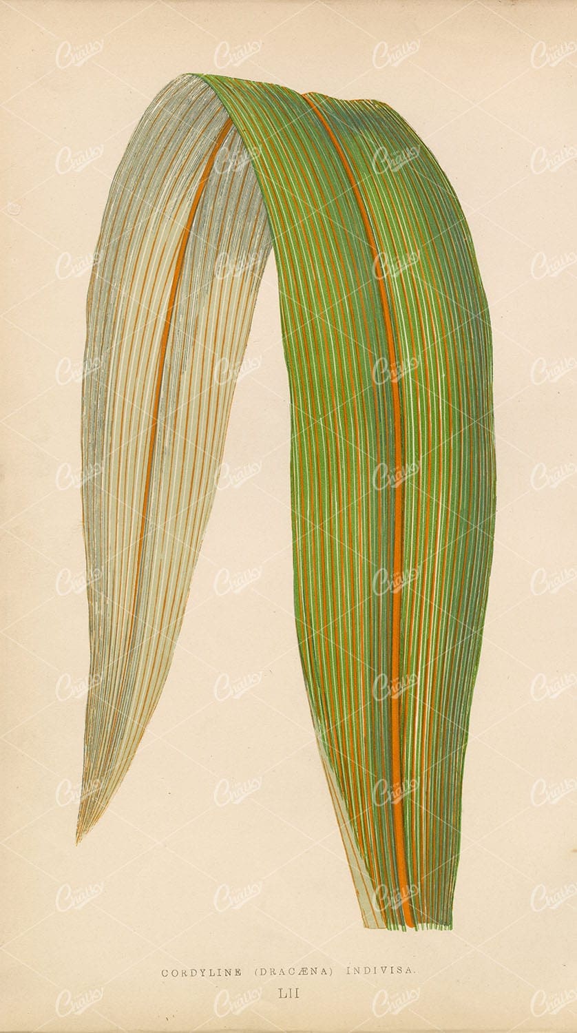 ORIGINAL 1868 British Botany Print - Cordyline Indivisa Leaf Lithograph