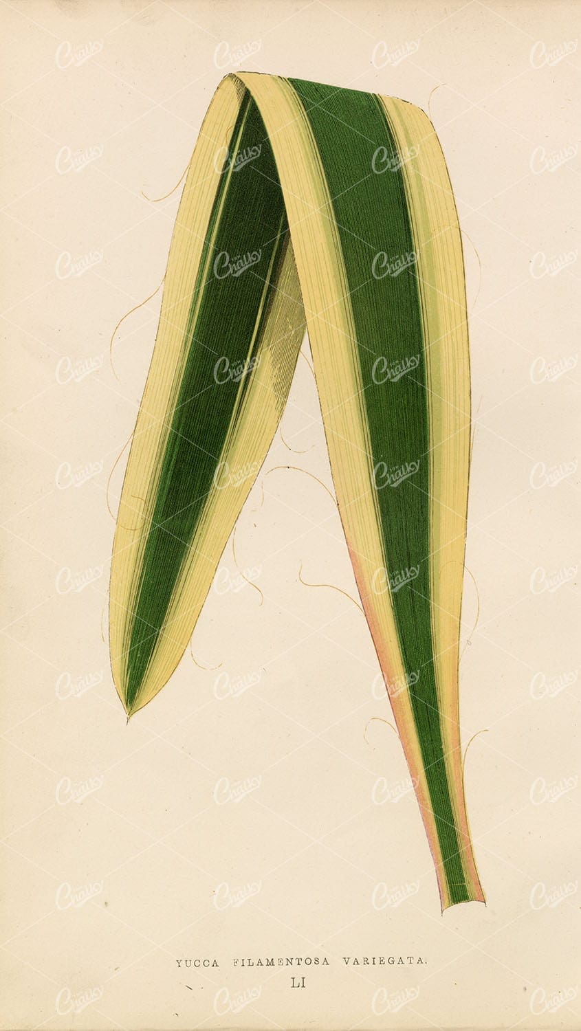 ANTIQUE British Botany Lithograph - E.Lowe - Yucca Filamentosa Variegata