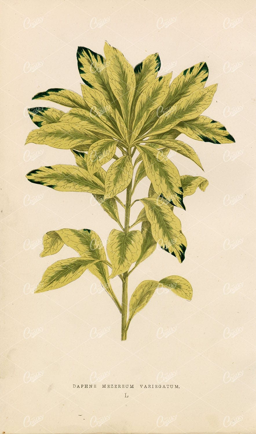 ANTIQUE British Botany Lithograph - E.Lowe - Daphne Mezereum Plant Print