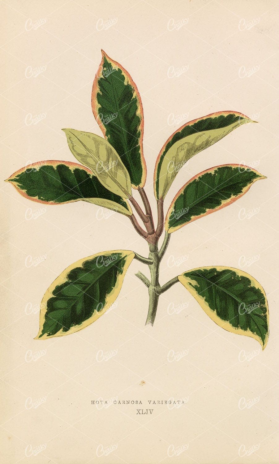 EDWARD LOWE - 1868 Beautiful Leaved PLANTS - Hoya Carnosa Leaves Print