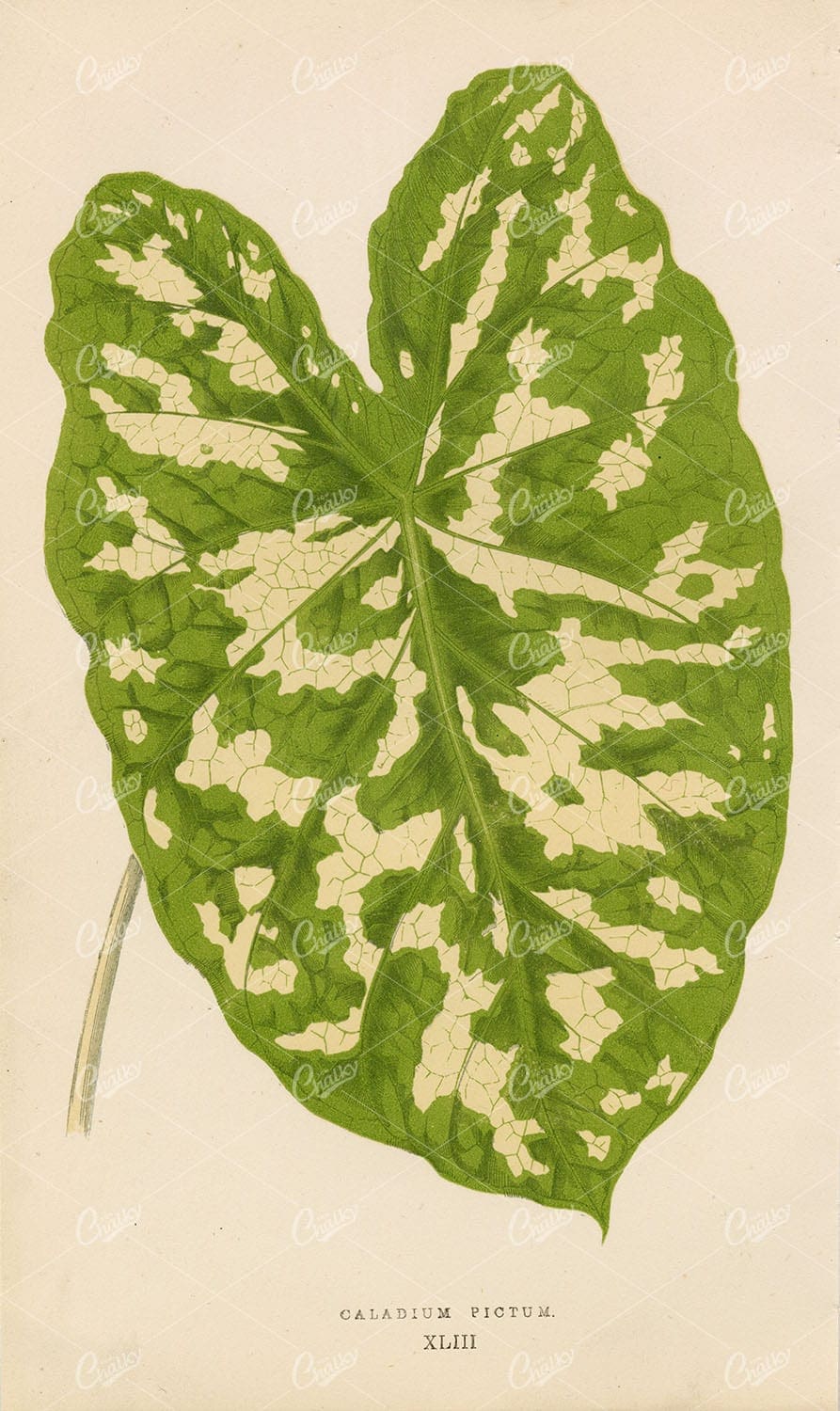 EDWARD LOWE - 1868 Beautiful Leaved PLANTS - Caladium Pictum Leaf Print