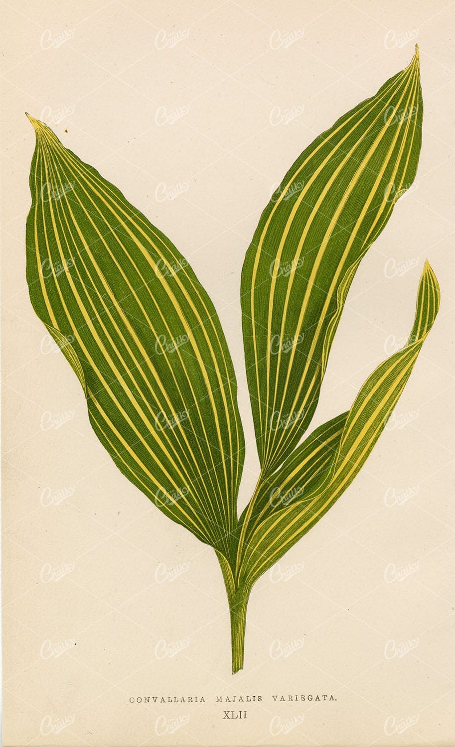 EDWARD LOWE - 1868 British Botany PLANTS - Convallaria Majalis Leaf Print