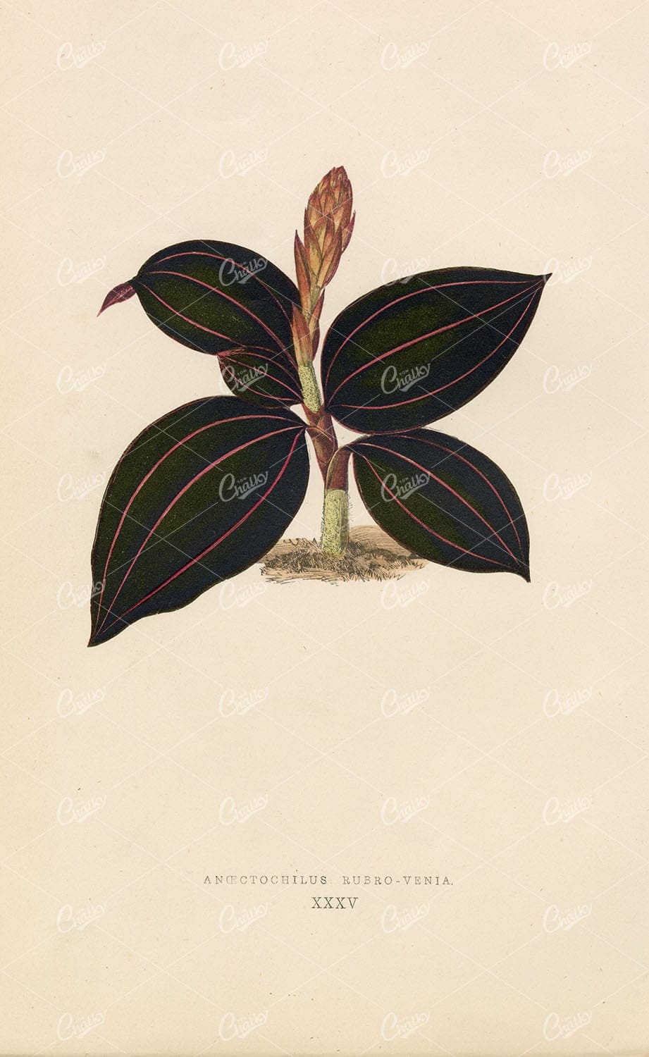 VINTAGE Botany Print - Anoectochilus Rubro-Venia 1868 Lithograph - E.Lowe