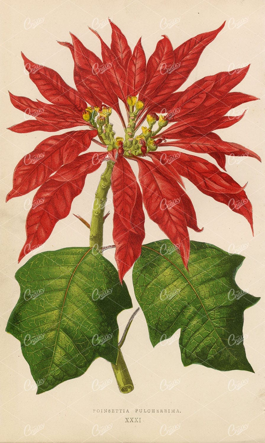 VINTAGE Botanical Artwork - Poinsettia Pulcherrima 1868 Lithograph