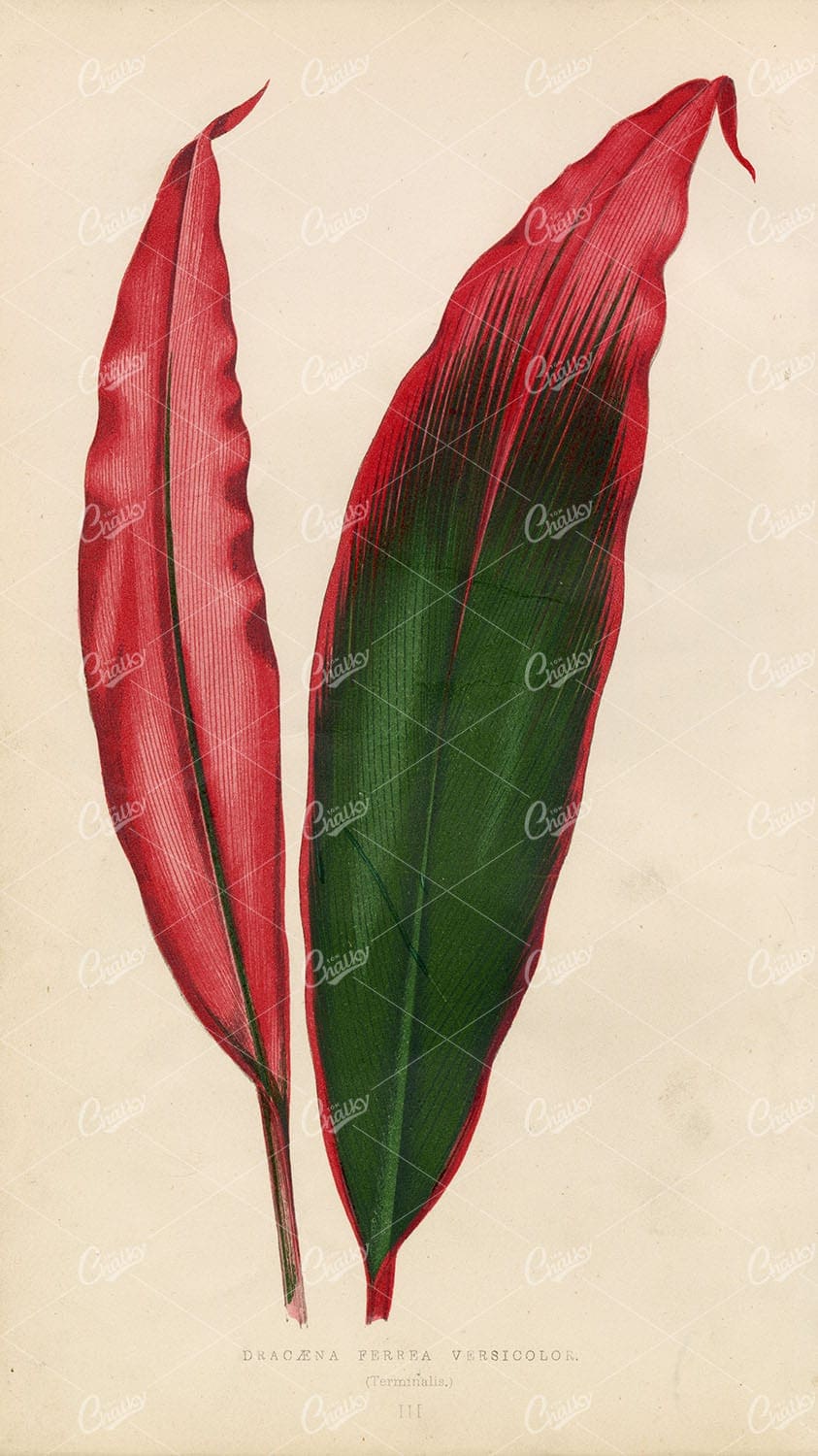 VINTAGE Botanical Artwork - Dracaena Ferra Versicolor 1868 Lithograph