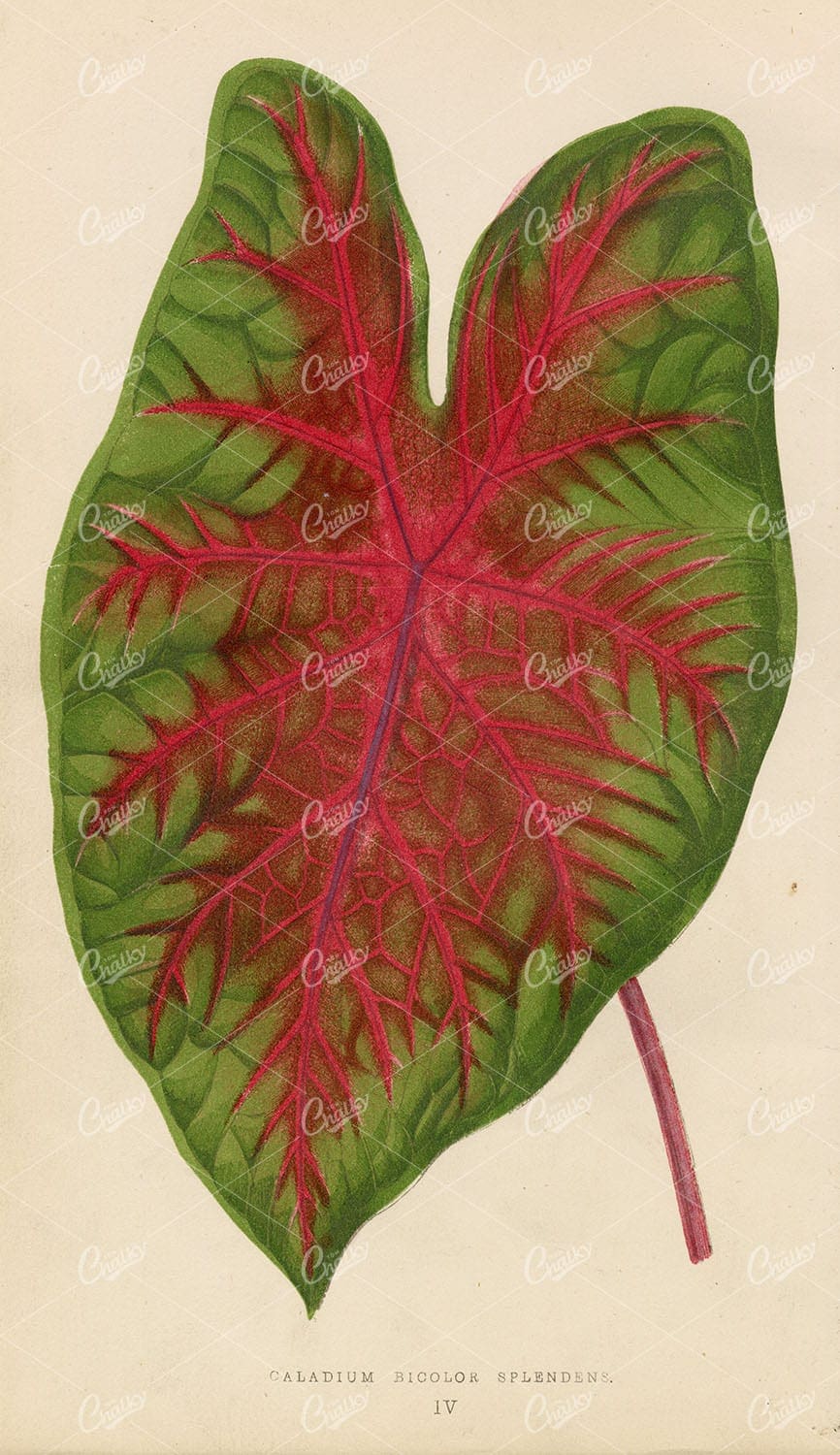 VINTAGE Botanical Artwork - Caladium Bicolor Splendens 1868 Lithograph