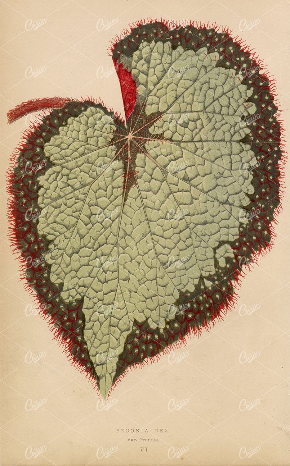 EDWARD LOWE - 1868 Beautiful Leaved PLANTS - Begonia Rex Print