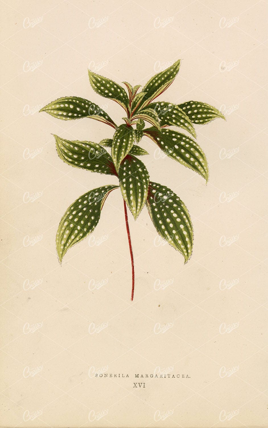 ANTIQUE Botanical Print - Sonerila Margaritacea Plant Leaf 1868 Litho