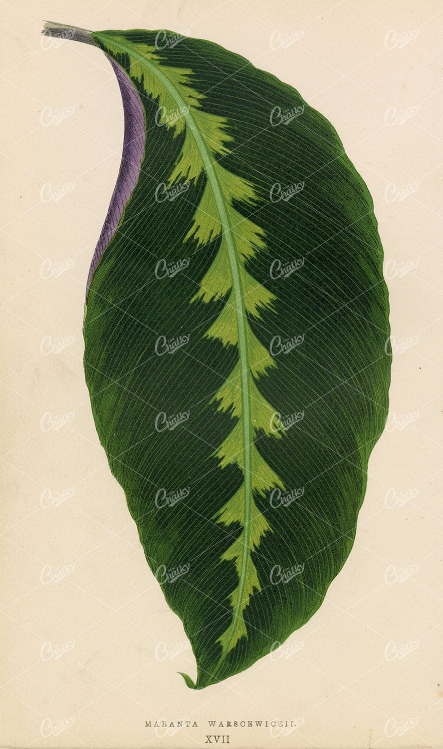 ANTIQUE Botanical Print - Maranta Warscewiczii Plant Leaf 1868 Litho