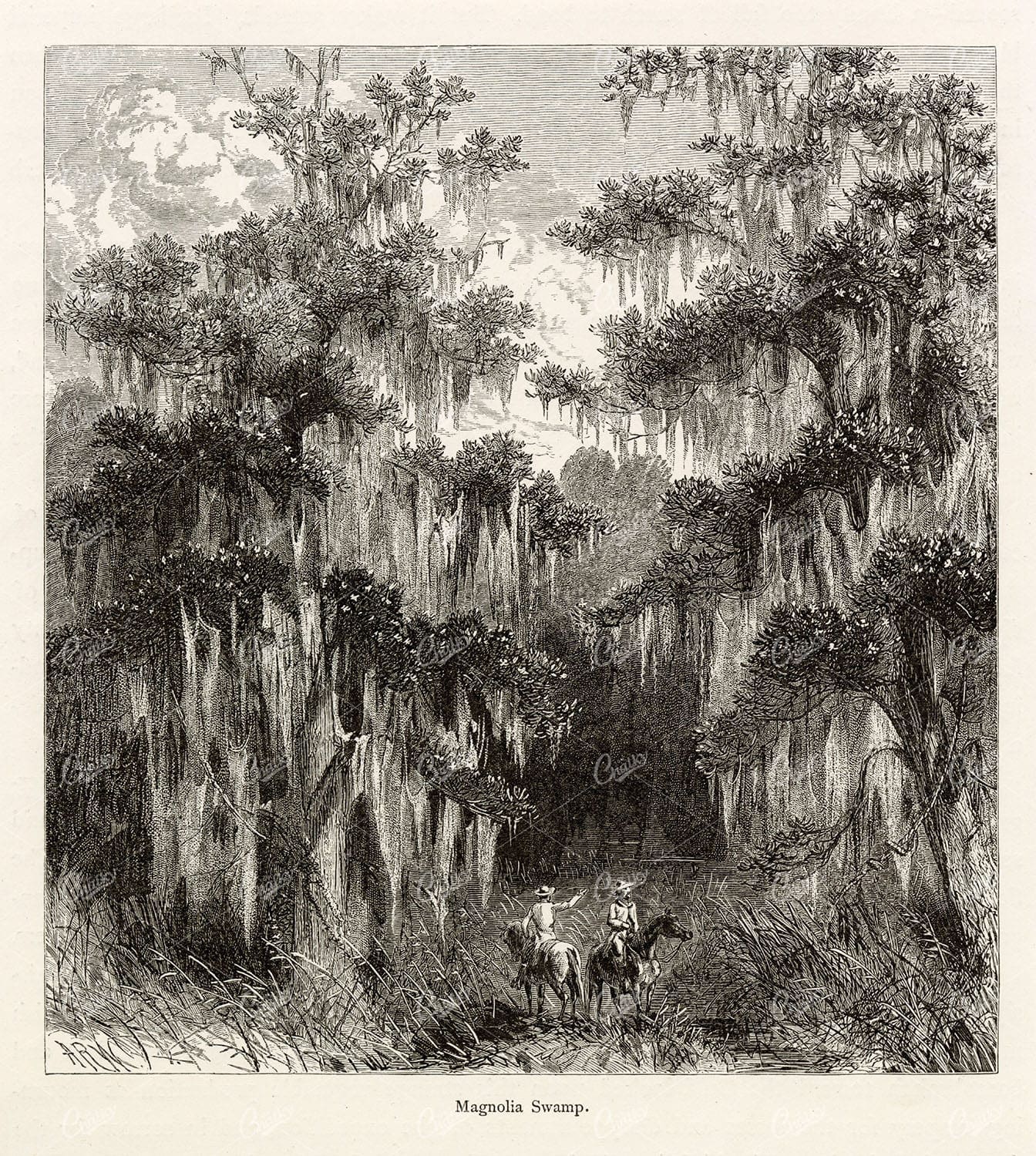 MISSISSIPPI River - Magnolia Swamp, Horses and Riders - 1874 Engraving
