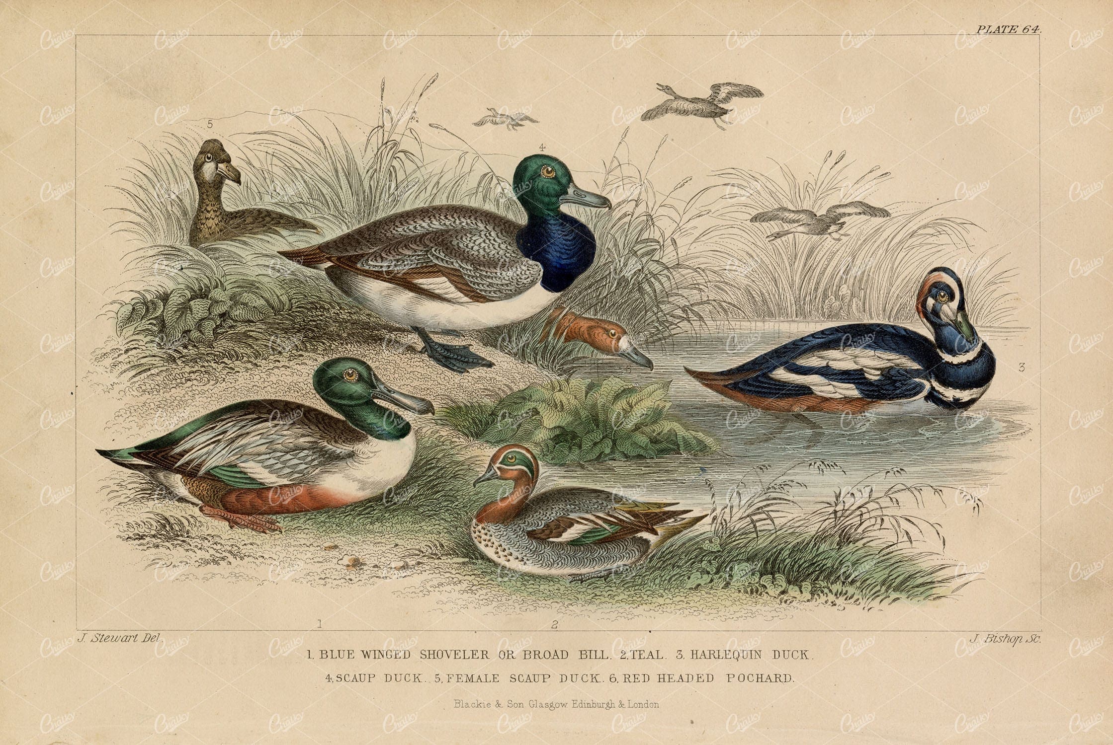 J. STEWART & BISHOP - Duck Species - Handcolored Antique 1868 Print