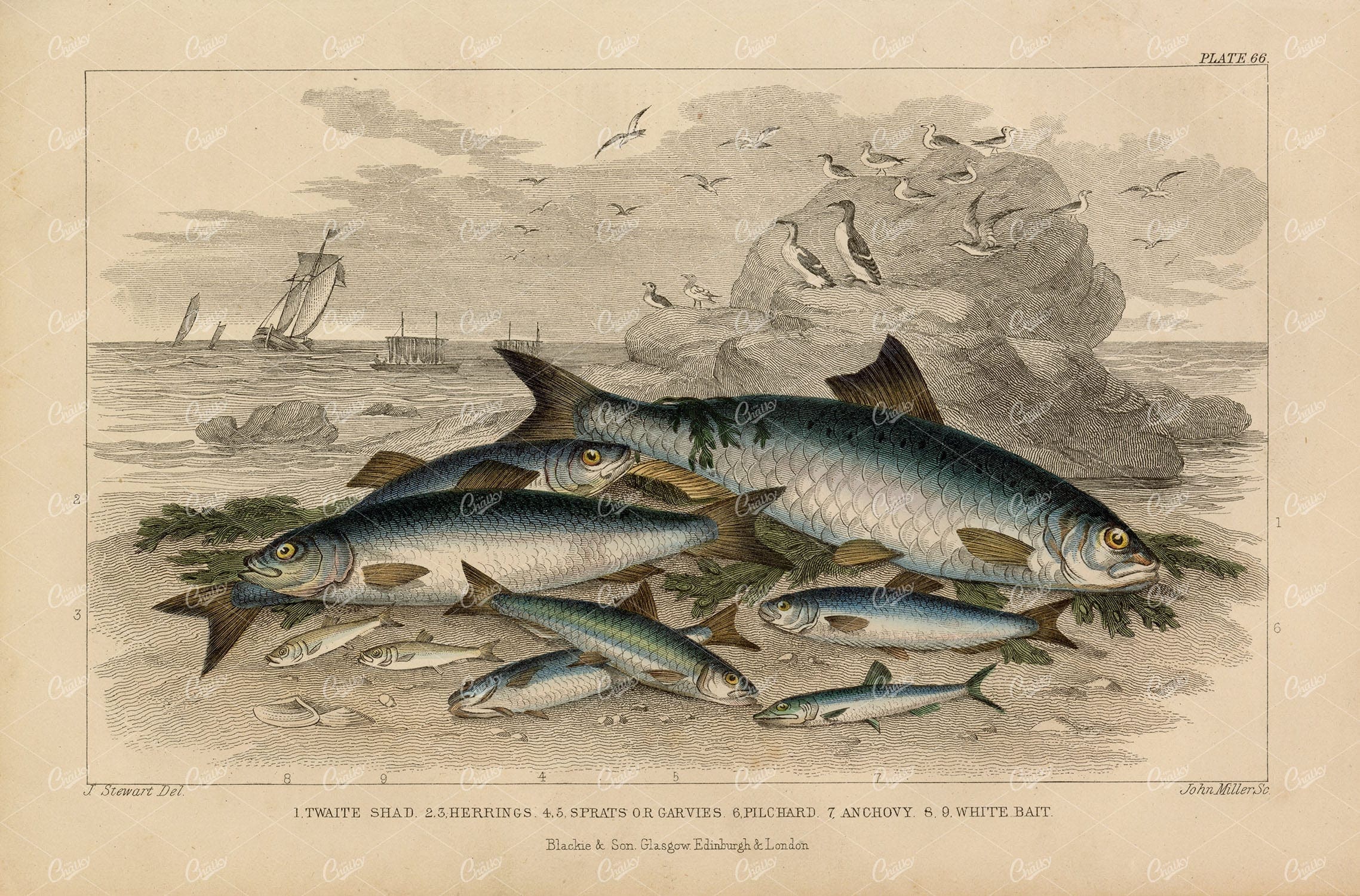 ANTIQUE Fish Print - Herrings, Pilchard, Anchovy, White Bait - 1868