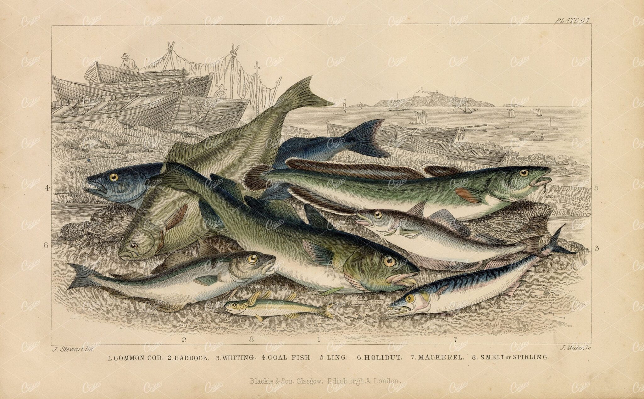 ANTIQUE 1868 Handcoloured Fish Species Print - Haddock, Cod, Mackerel