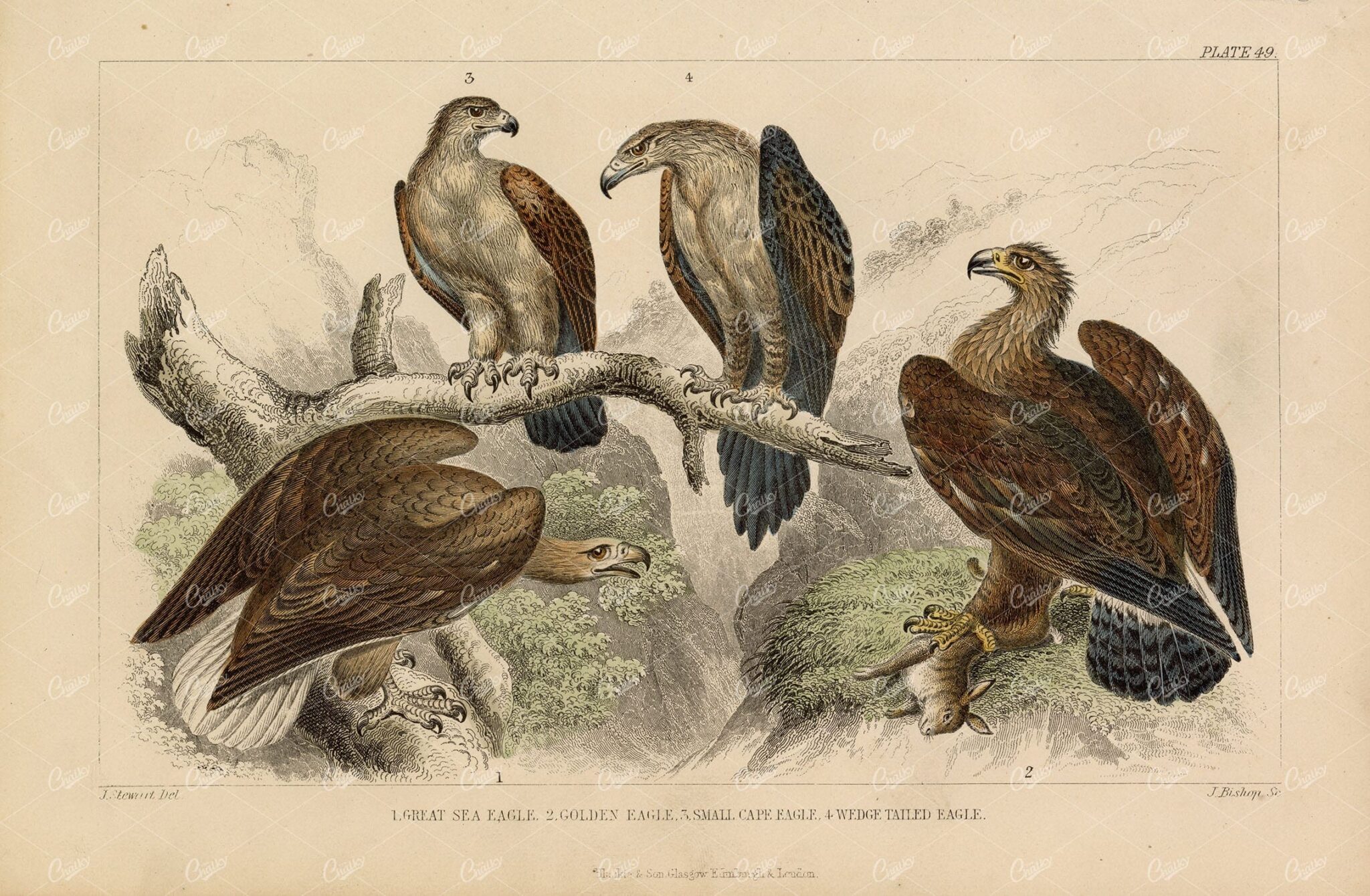 ANTIQUE 1868 Handcoloured Eagle Print - Golden, Great Sea, Small Cape