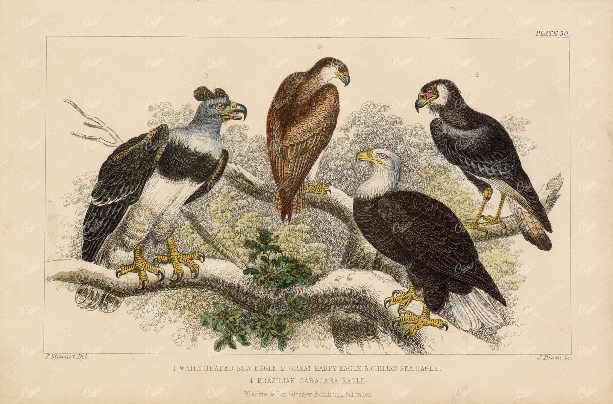 ANTIQUE Eagle Print - Great Harpy, Chilian Sea, Brazilian Caracara 1868
