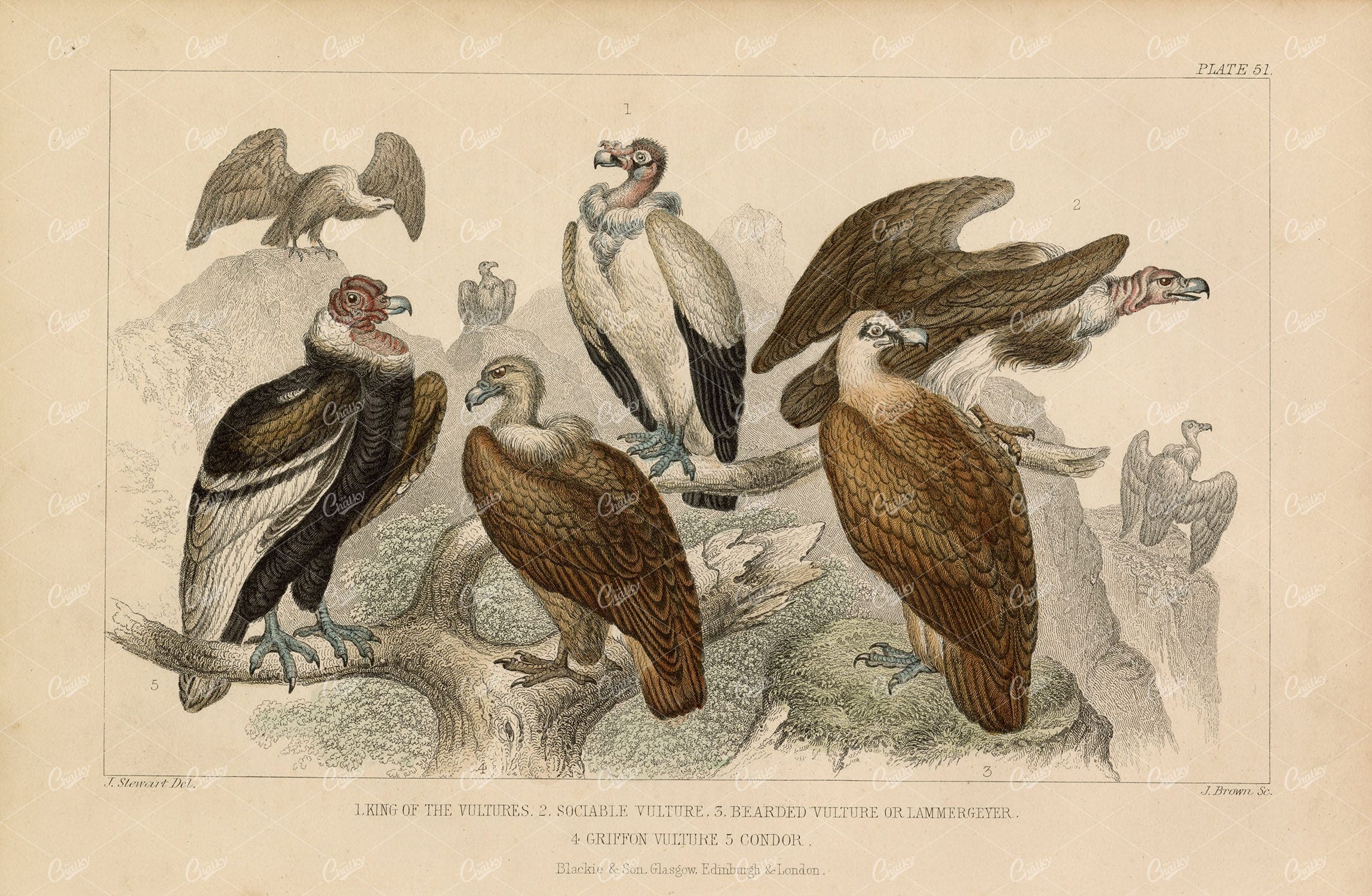 ANTIQUE 1868 Handcoloured Print of Vultures and Condor - J. Stewart