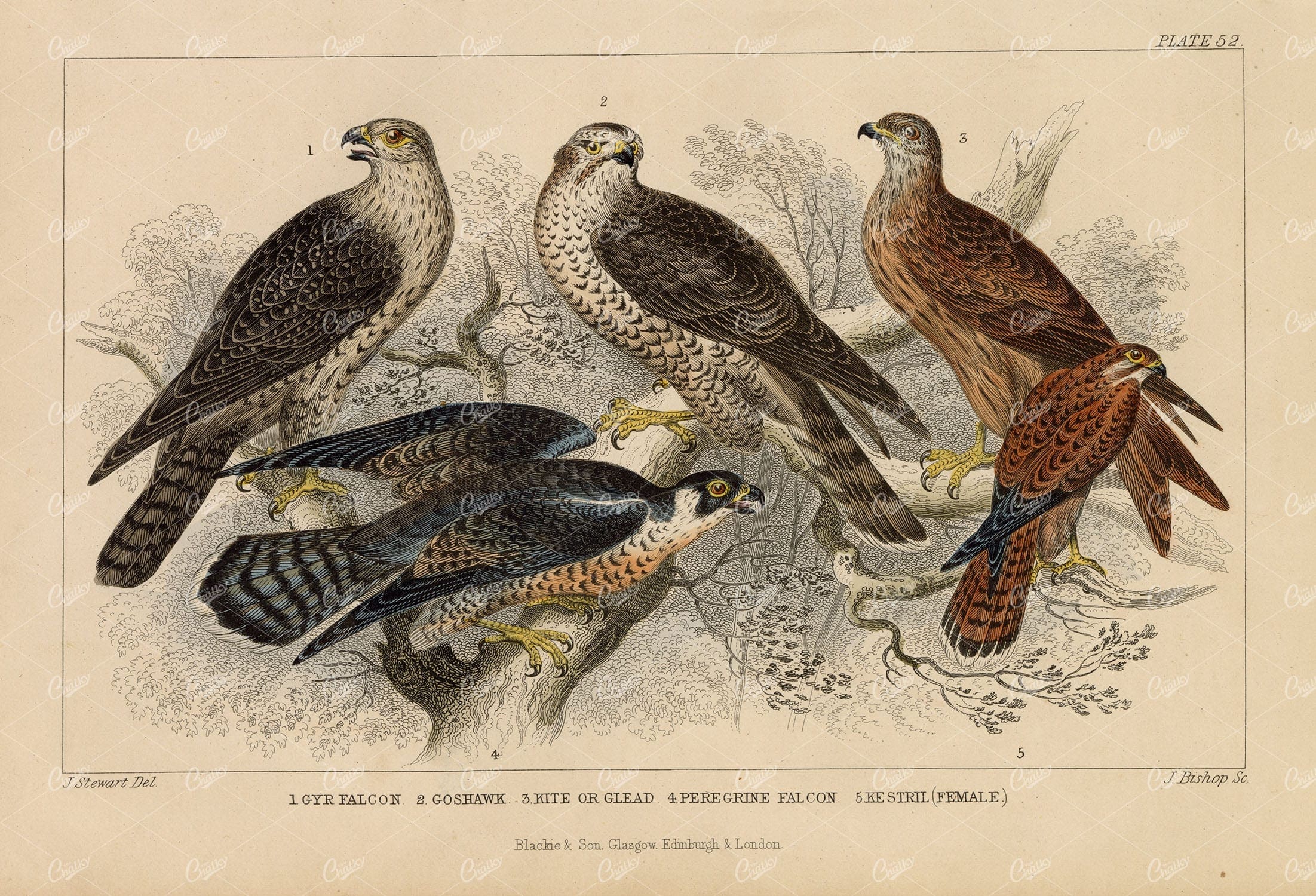 ANTIQUE 1868 Handcoloured Print of Falcons, Hawk and Kestril - J. Stewart