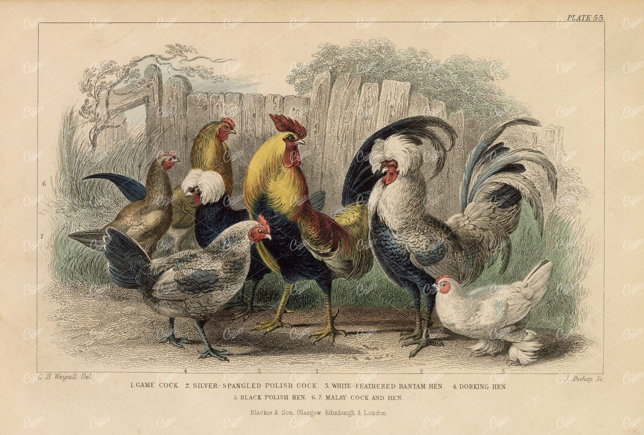 ANTIQUE 1868 Handcolored Print of Hens and Cockerels - C. H. Weigall