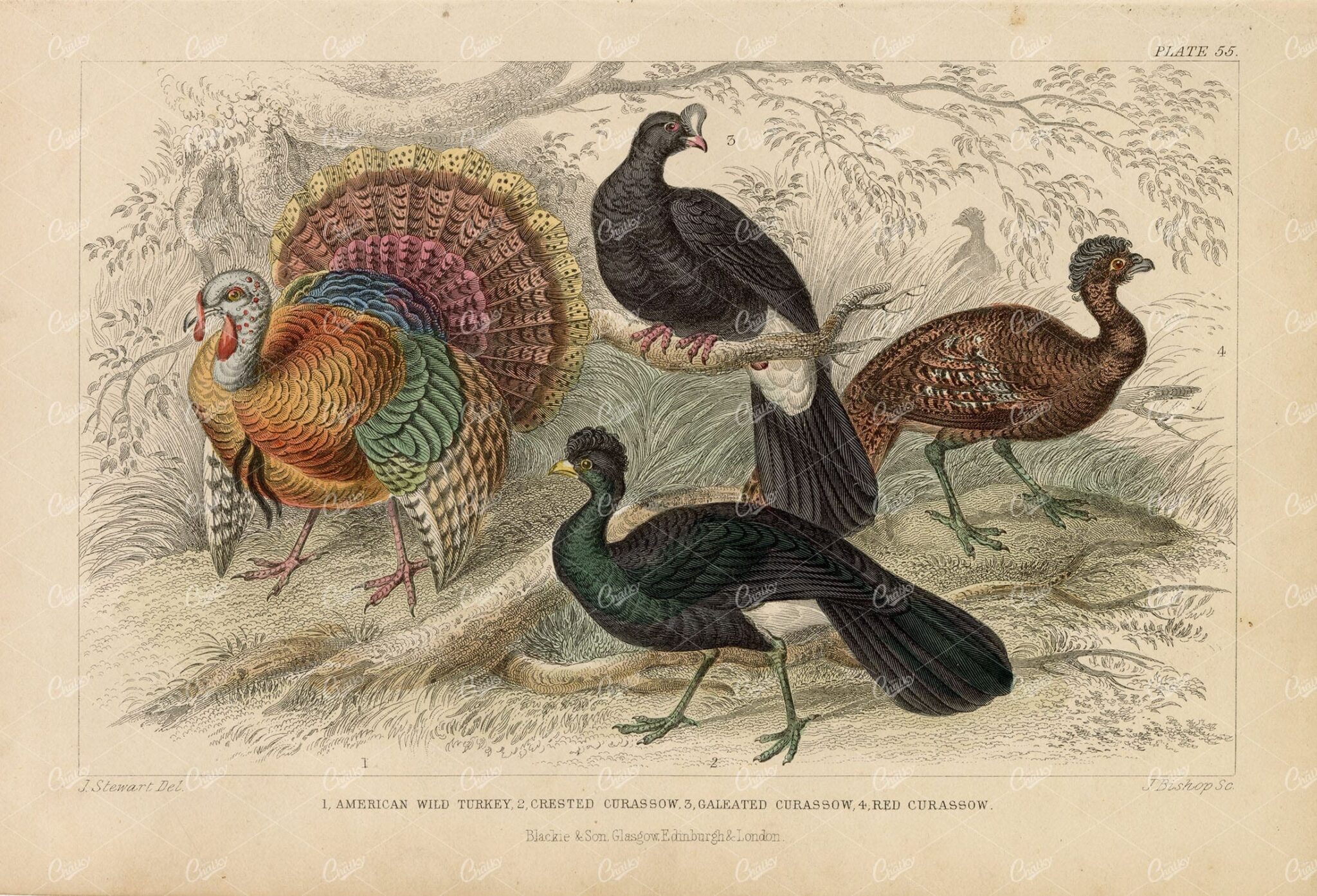 ORIGINAL 1868 Handcolored Print of American Wild Turkey and Curassows
