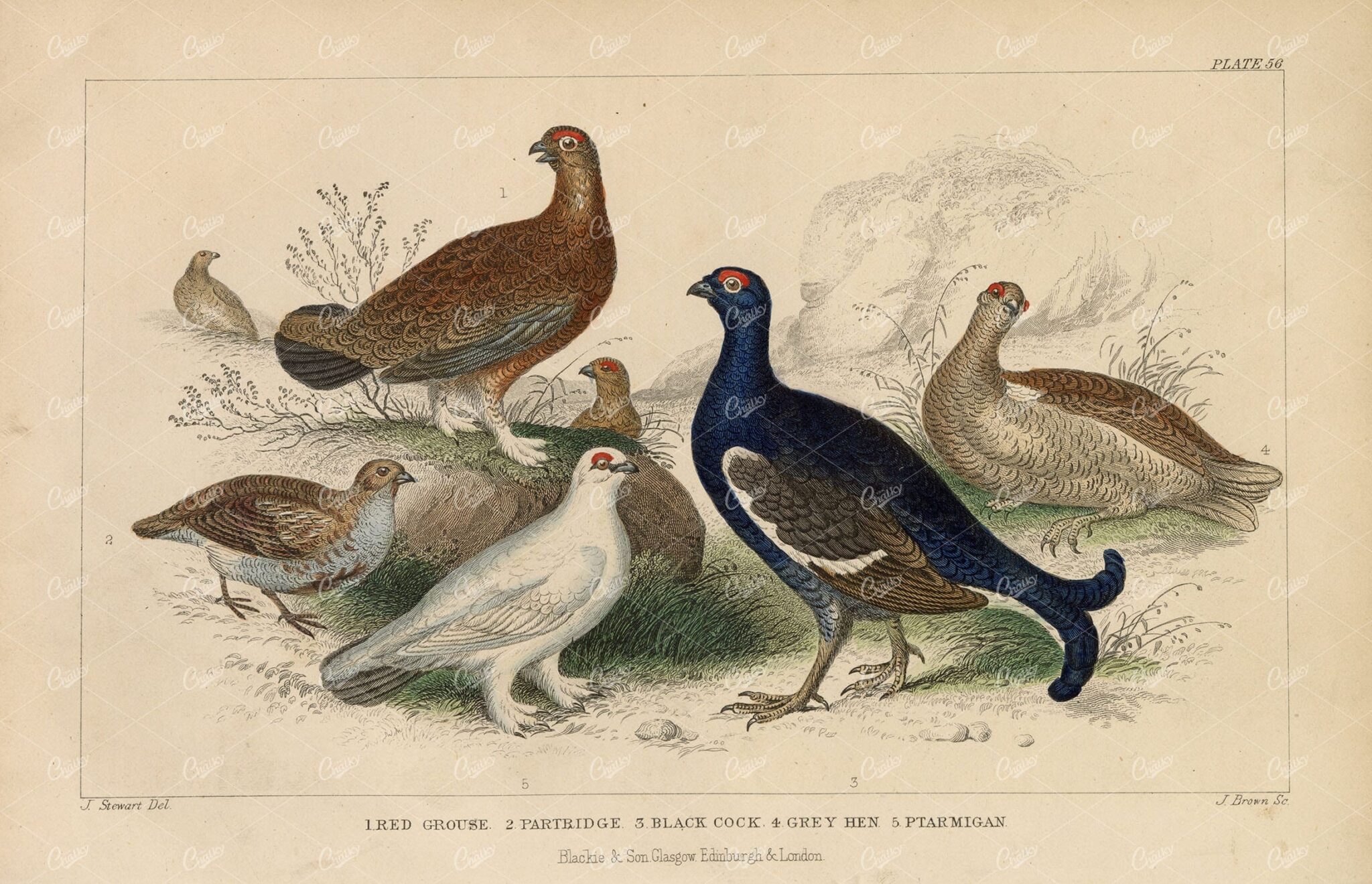 ORIGINAL 1868 Handcolored Print of Red Grouse, Partridge, Cockerels & Hen