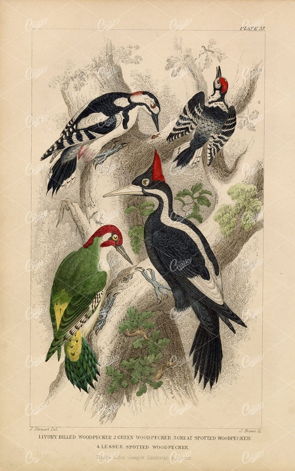 ANTIQUE Handcolored Print of Various Woodpecker Species - J. Stewart