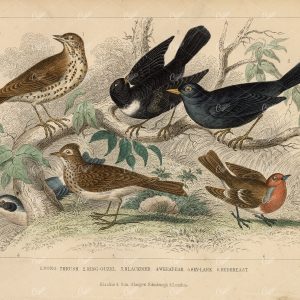 ANTIQUE Handcoloured Print of Birds - Song Thrush, Blackbird, Lark, 1868