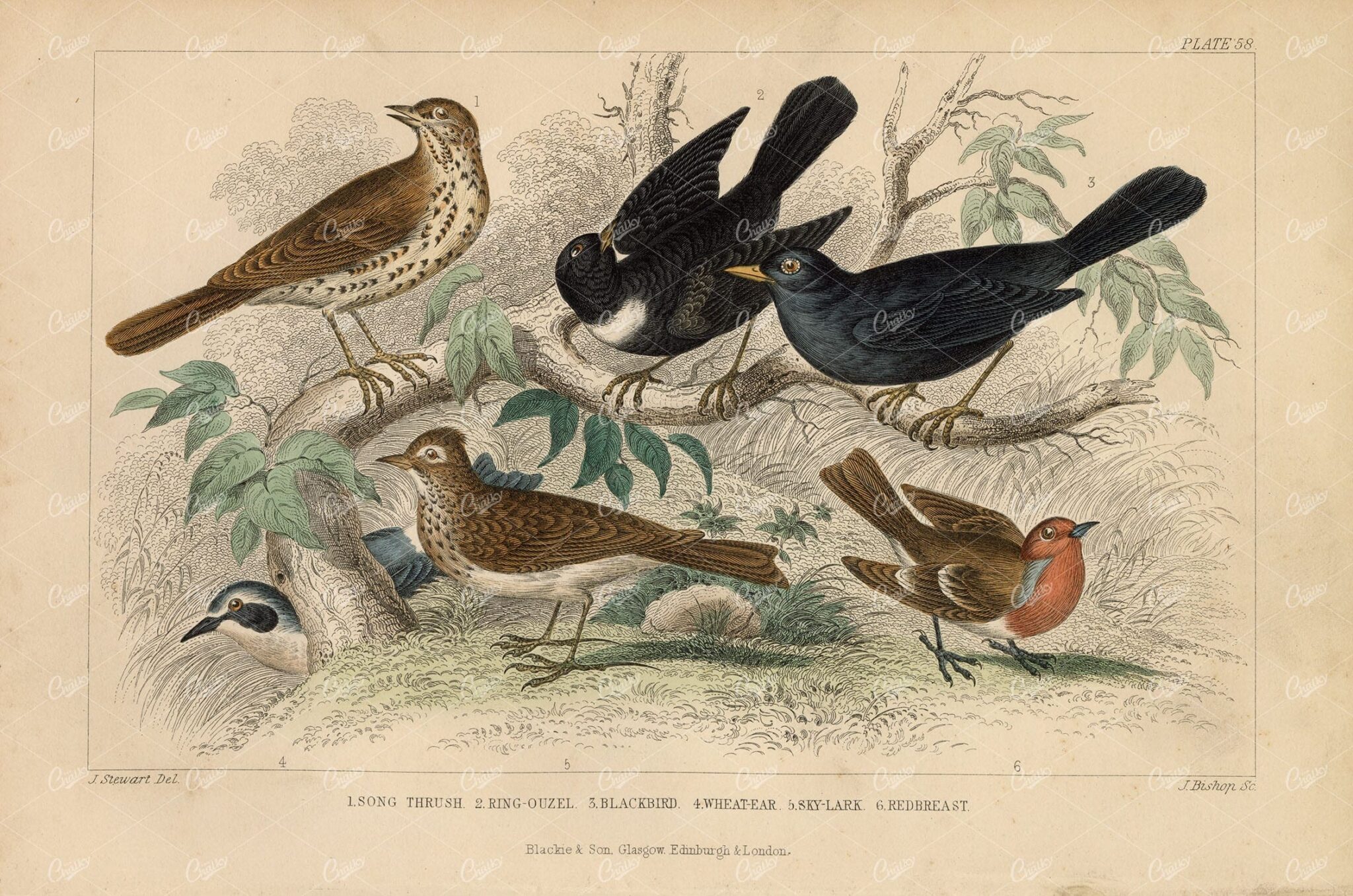 ANTIQUE Handcoloured Print of Birds - Song Thrush, Blackbird, Lark, 1868
