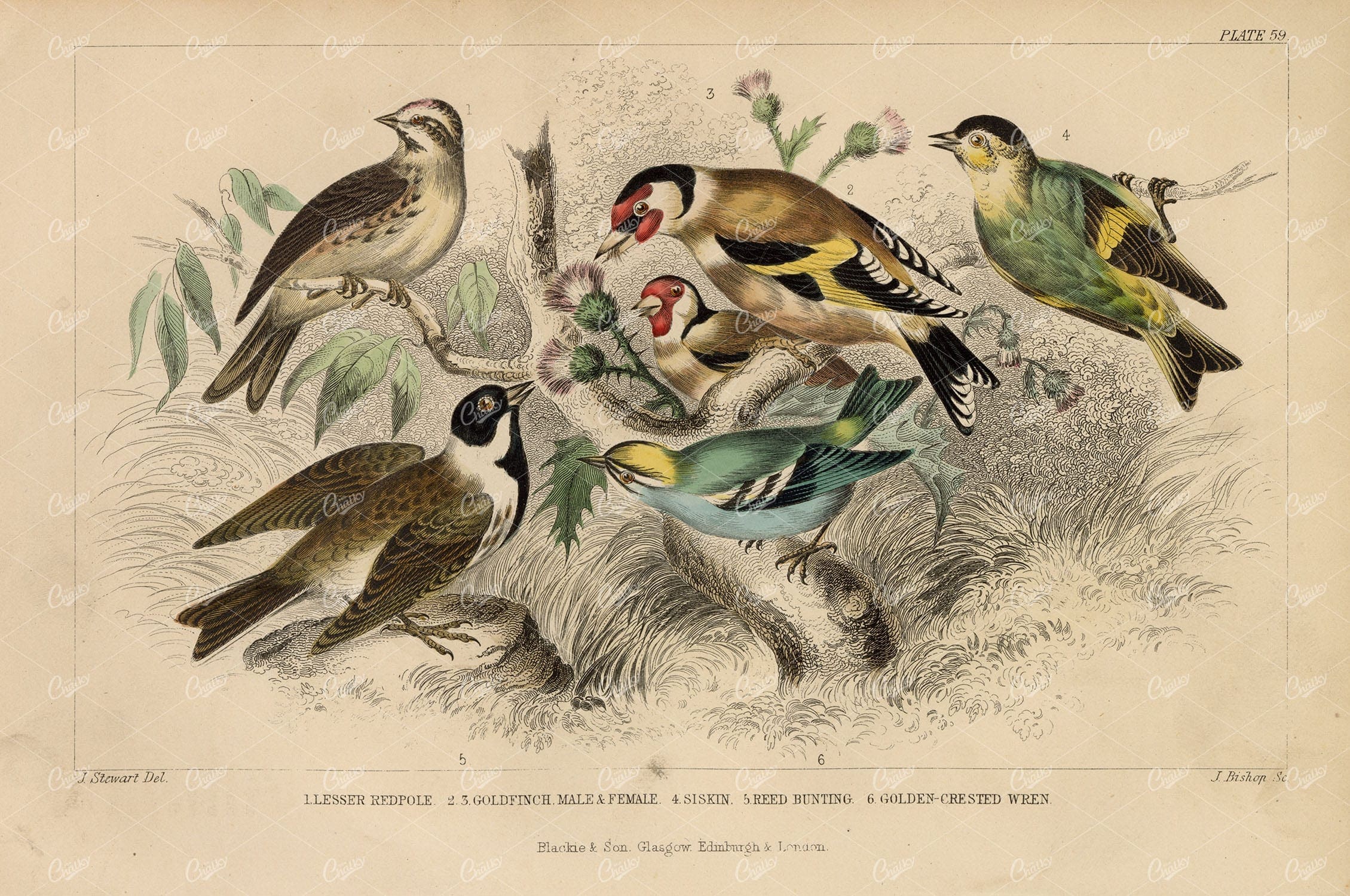 ANTIQUE Handcolored Print of Birds - Redpole, Goldfinch, Wren, 1868
