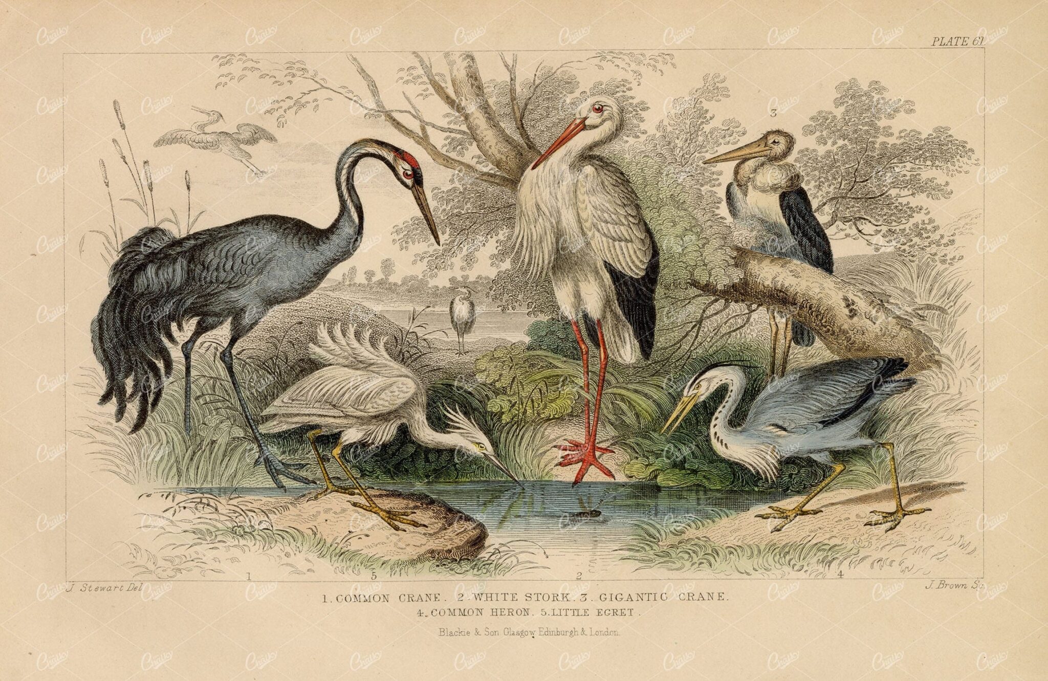 ORIGINAL Antique 1868 Handcolored Print of Crane, Stork, Heron, Egret