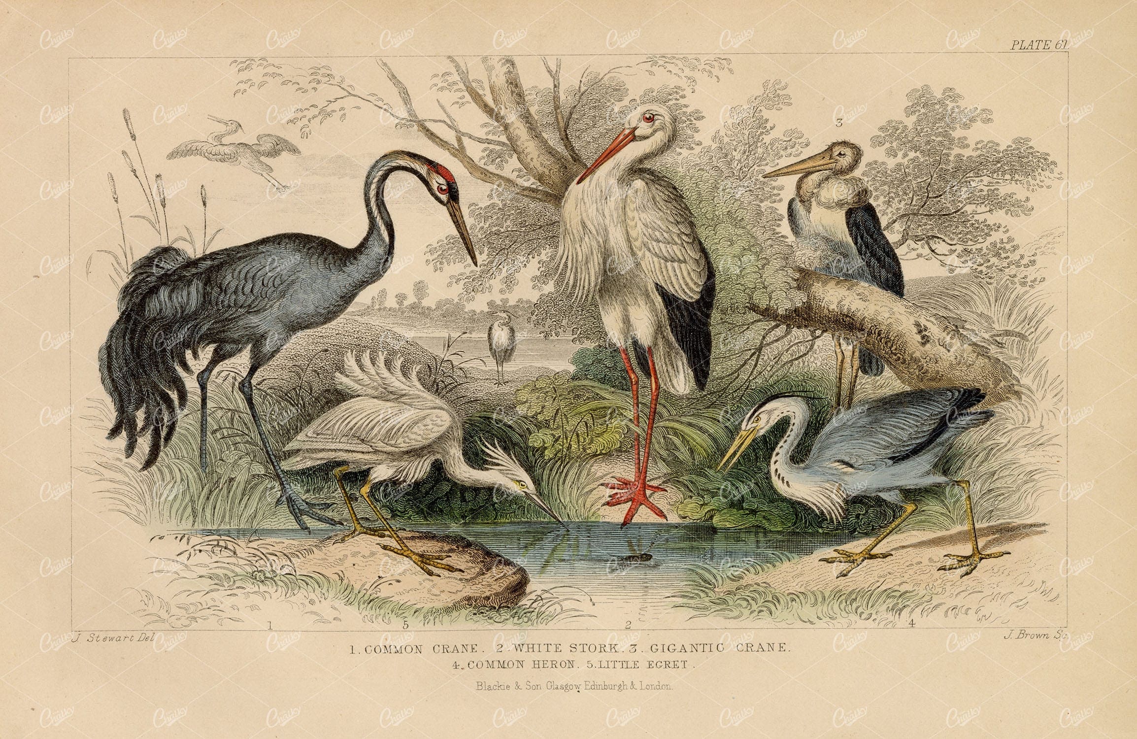 ORIGINAL Antique 1868 Handcolored Print of Crane, Stork, Heron, Egret