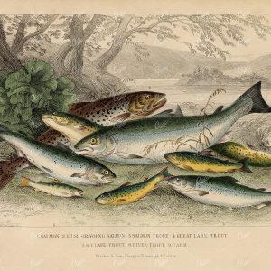 ANTIQUE Handcoloured 1868 Fish Print - Salmon, Trout, Parr - J. Stewart