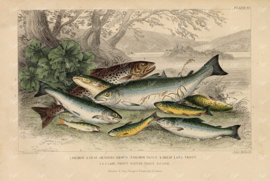 ANTIQUE Handcoloured 1868 Fish Print - Salmon, Trout, Parr - J. Stewart
