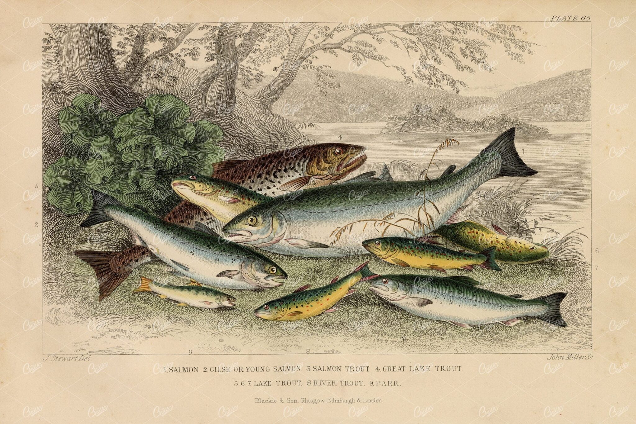 ANTIQUE Handcoloured 1868 Fish Print - Salmon, Trout, Parr - J. Stewart