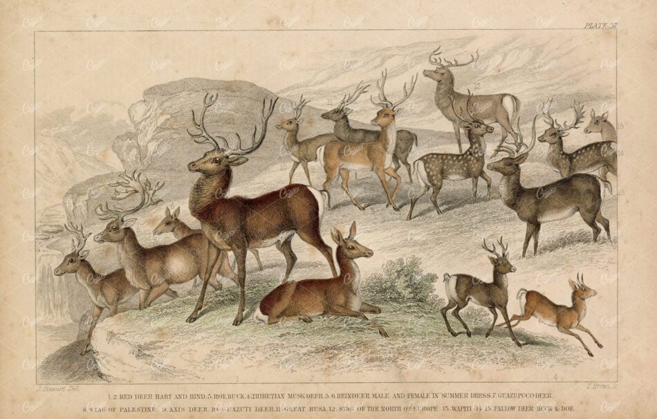 ANTIQUE Handcoloured 1868 Mammal Print - Various Deer - J. Stewart
