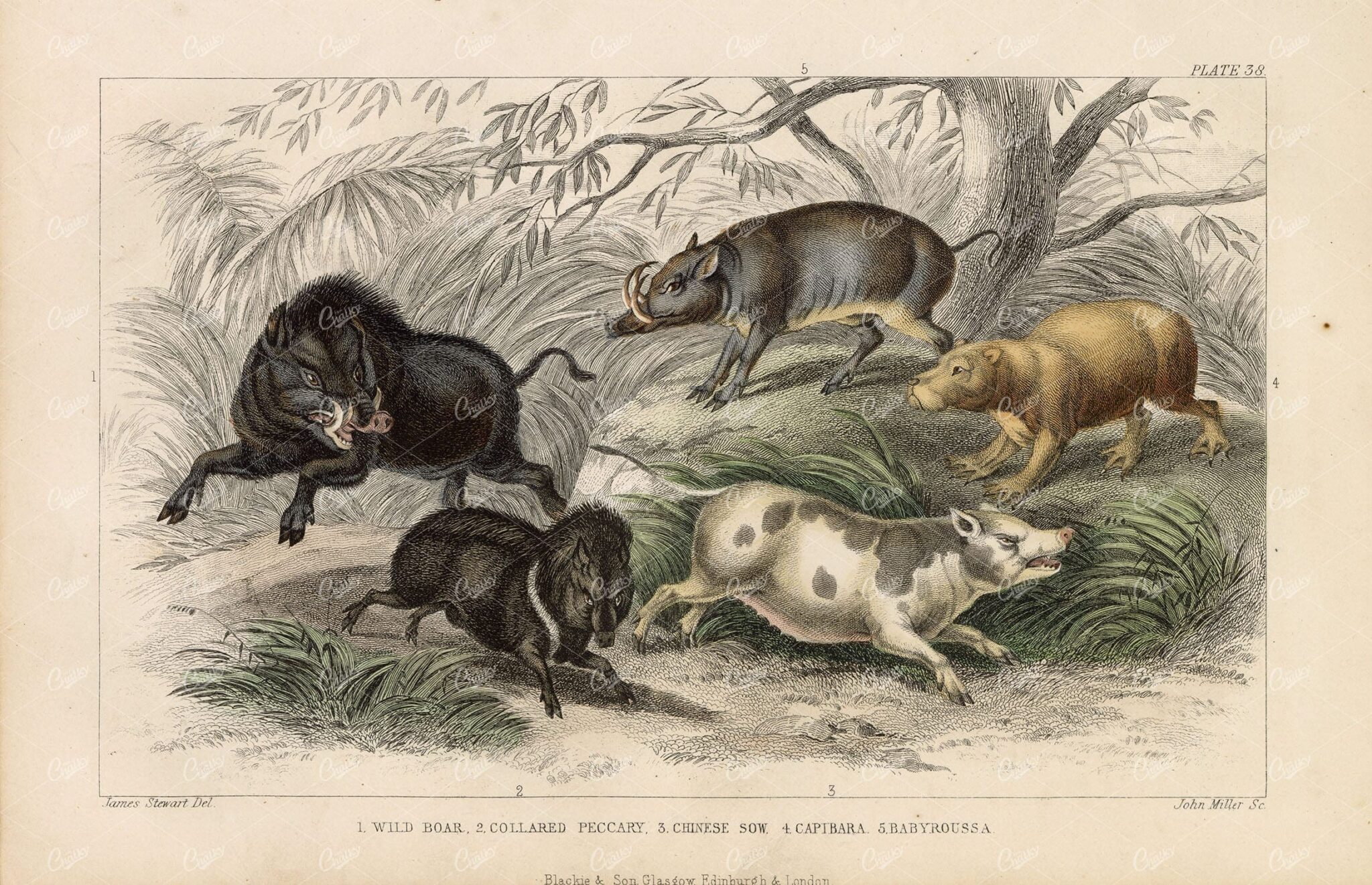 ANTIQUE Original Handcolored Print - Wild Boar, Capibara - J. Stewart