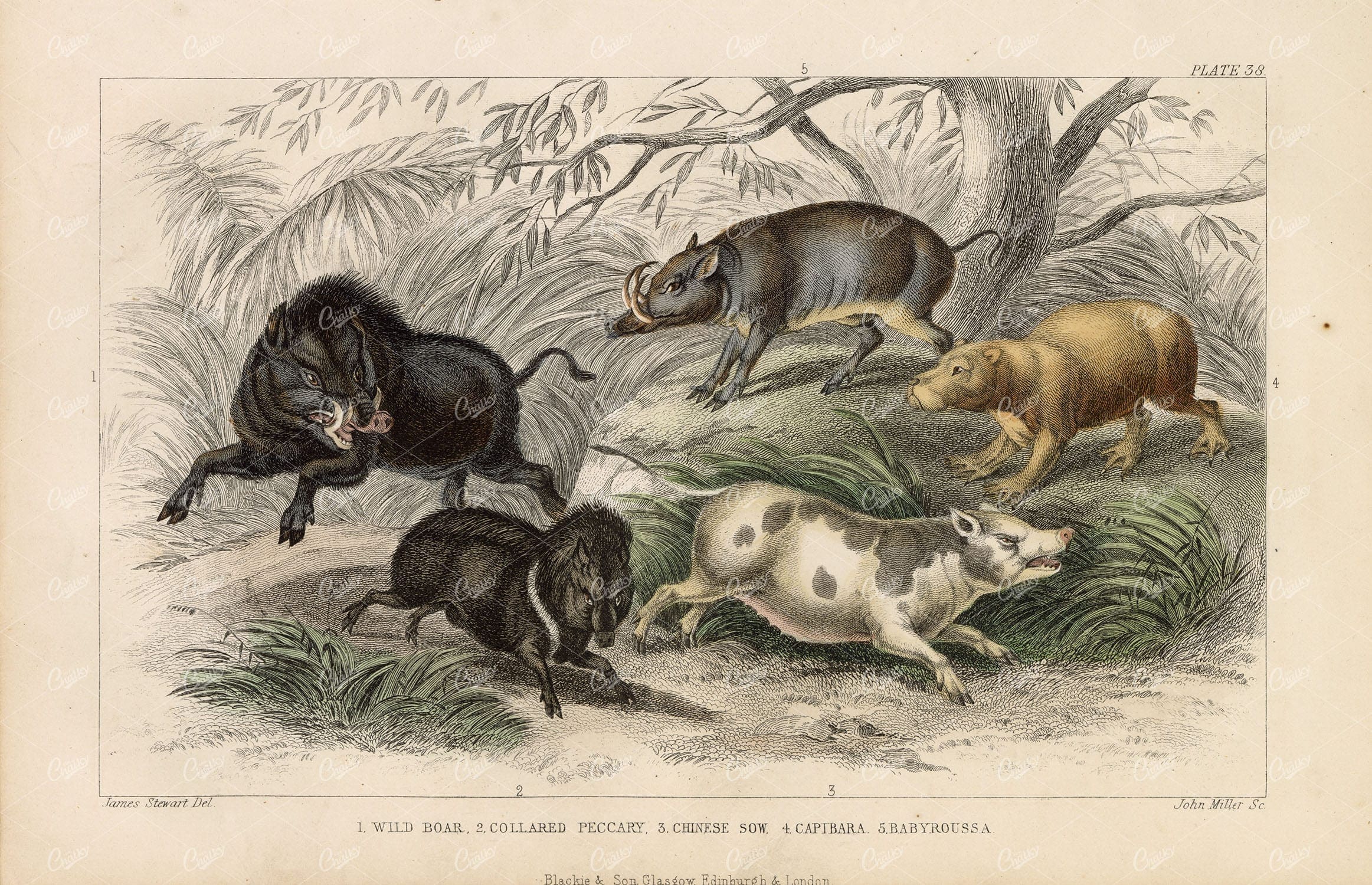 ANTIQUE Original Handcolored Print - Wild Boar, Capibara - J. Stewart