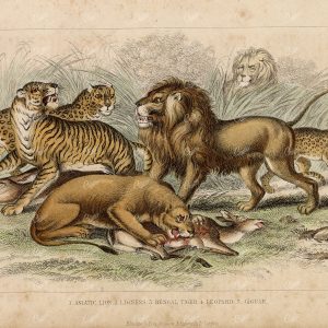 ANTIQUE Handcolored Print - Lion, Lioness, Tiger, Leopard, Jaguar 1868