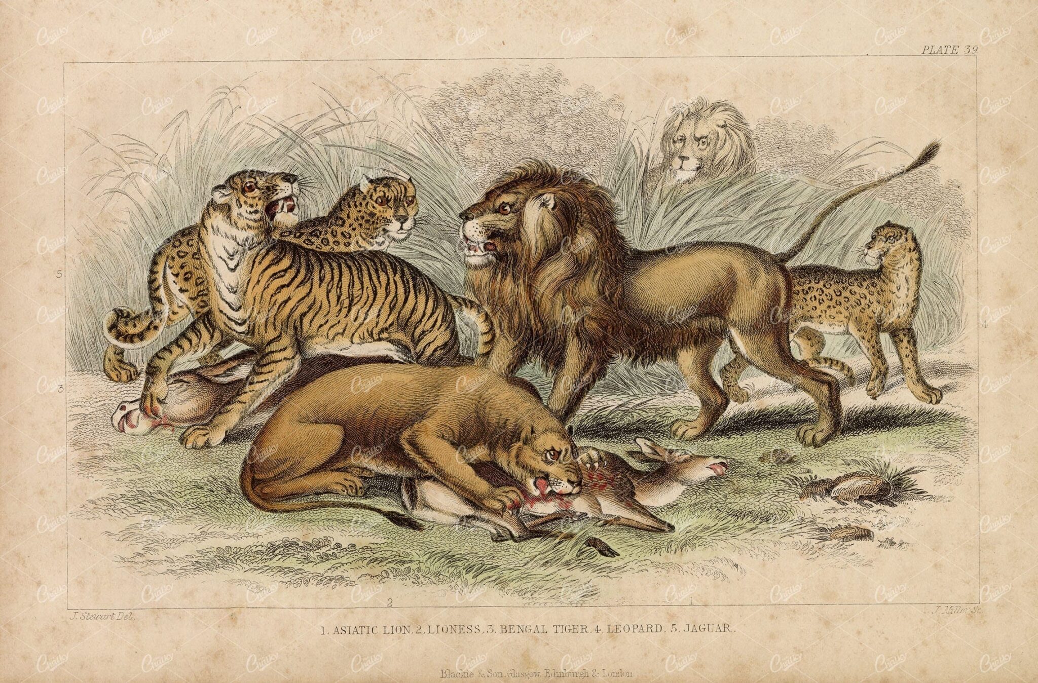 ANTIQUE Handcolored Print - Lion, Lioness, Tiger, Leopard, Jaguar 1868