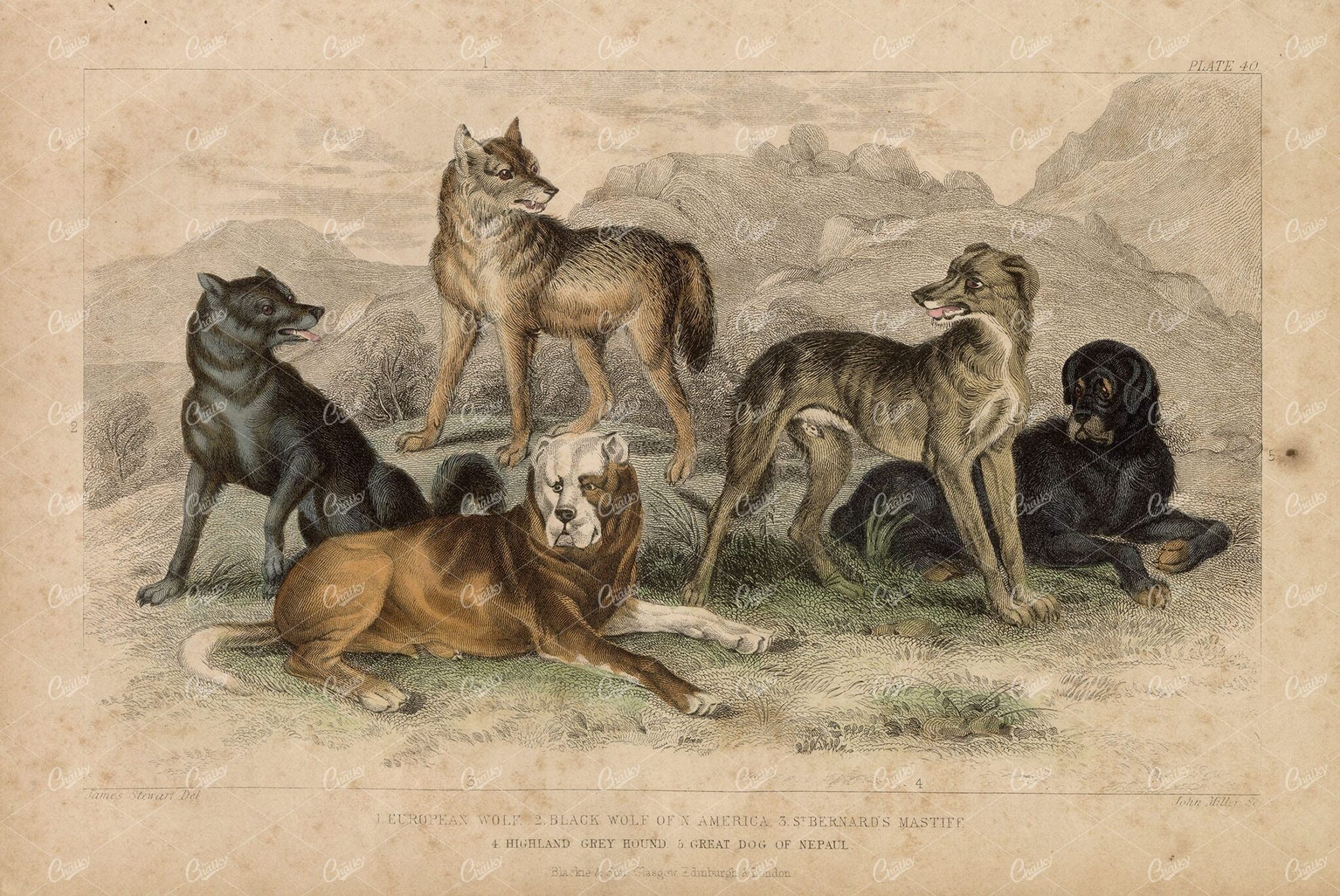 ANTIQUE Handcolored Print - Wolf, St. Bernard's Mastiff, Grey Hound, Dogs