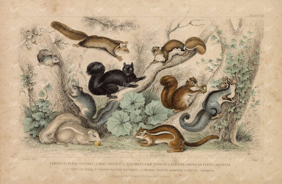 ANTIQUE Original Handcolored Print - Variety of Squirrels - James Stewart